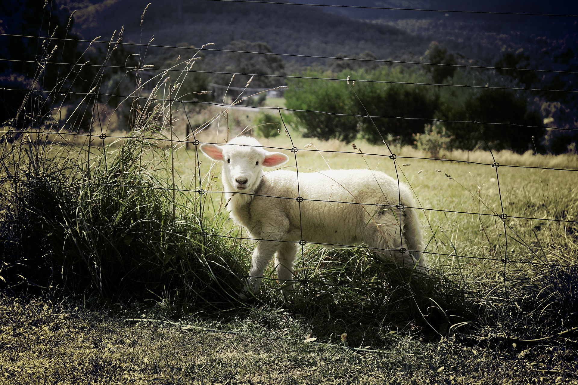 farm insurance sheep